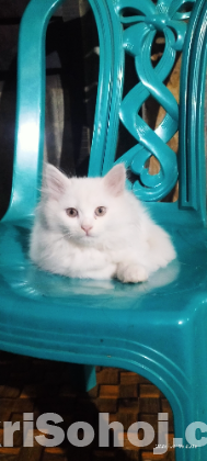Persian cat